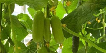 Farmers of Serpukhov have grown experimental cucumbers