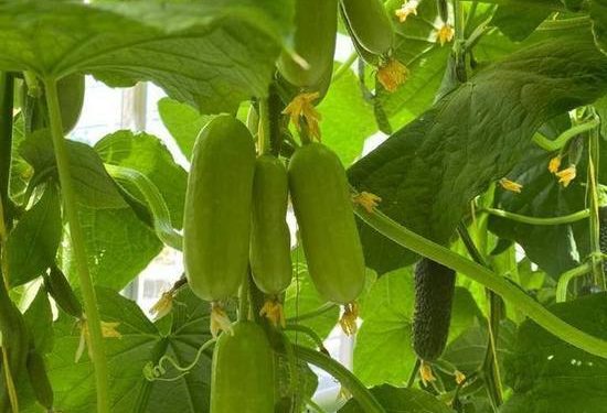 Farmers of Serpukhov have grown experimental cucumbers