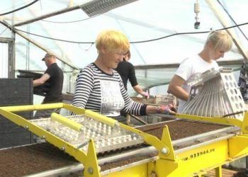 Almetyevsk farmers are preparing to provide residents with vegetable products