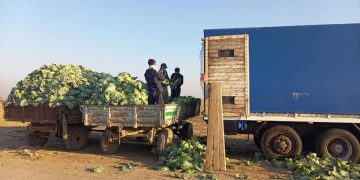 The cost of vegetables and fruits for June 6 and 7 Kazakhstan Turkestan region.