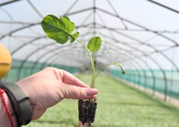 In the Shpakovsky district, 40 hectares of acreage were allocated for the cultivation of broccoli