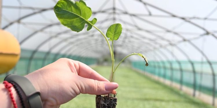 In the Shpakovsky district, 40 hectares of acreage were allocated for the cultivation of broccoli