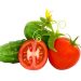 The production of greenhouse vegetables is growing in the Saratov region