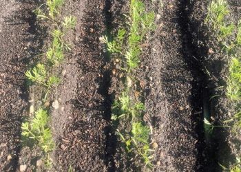 Market of carrots and processed products in Russia: state, development prospects