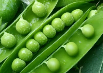 Canning factories in Kabardino-Balkaria processed almost 9.5 thousand tons of green peas