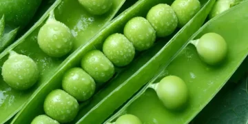 Canning factories in Kabardino-Balkaria processed almost 9.5 thousand tons of green peas
