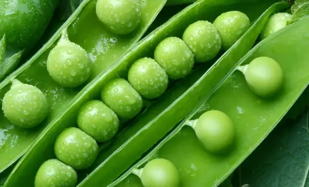 Canning factories in Kabardino-Balkaria processed almost 9.5 thousand tons of green peas