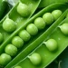 Canning factories in Kabardino-Balkaria processed almost 9.5 thousand tons of green peas
