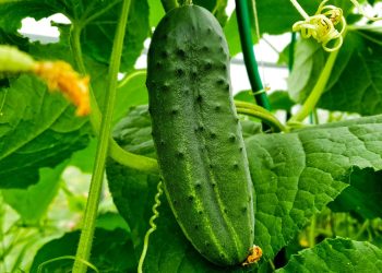 A variety of cucumbers with a yield of more than 20 tons per hectare was developed in Pridnestrovie