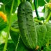 A variety of cucumbers with a yield of more than 20 tons per hectare was developed in Pridnestrovie