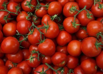 44 thousand tons of tomatoes harvested in the Lipetsk region