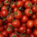 44 thousand tons of tomatoes harvested in the Lipetsk region