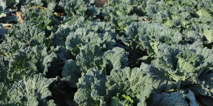 The Moscow region ranks first in the Central Federal District in terms of production of open ground vegetables