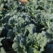 The Moscow region ranks first in the Central Federal District in terms of production of open ground vegetables