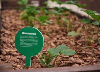 Everyone can grow their own vegetables in the Kuzminki park, where the Garden Garden was opened