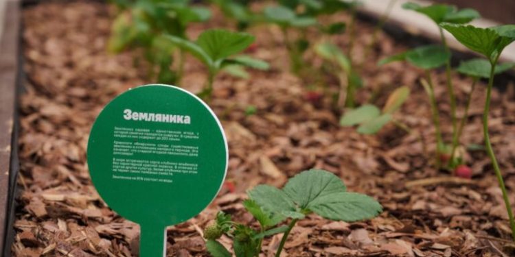 Everyone can grow their own vegetables in the Kuzminki park, where the Garden Garden was opened