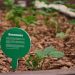 Everyone can grow their own vegetables in the Kuzminki park, where the Garden Garden was opened