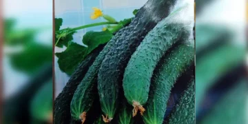 In Vyksa they sold seeds of vegetables, varieties of which are not in the State Register