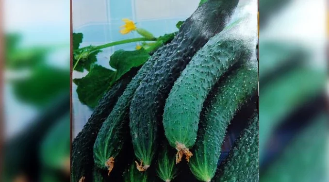 In Vyksa they sold seeds of vegetables, varieties of which are not in the State Register