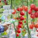 Vegetable ripening can be accelerated