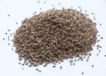 390 kilograms of seeds arrived in Primorye from Japan
