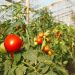 A vegetable complex for 7 billion rubles will be built in Kuzbass by 2026