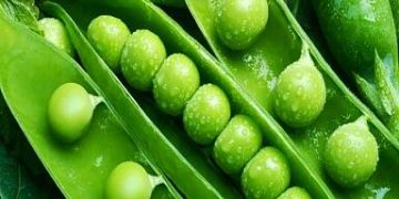 Canning factories of Kabardino-Balkaria started processing green peas