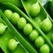 Canning factories of Kabardino-Balkaria started processing green peas