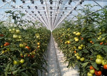 Tomatoes and cucumbers from Volsk vegetable growers