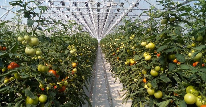Tomatoes and cucumbers from Volsk vegetable growers