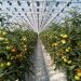 Tomatoes and cucumbers from Volsk vegetable growers