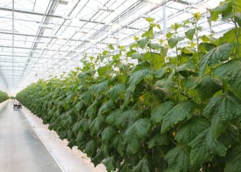 More than 50% of vegetables for Kuzbass will be grown in Topkinsk greenhouses