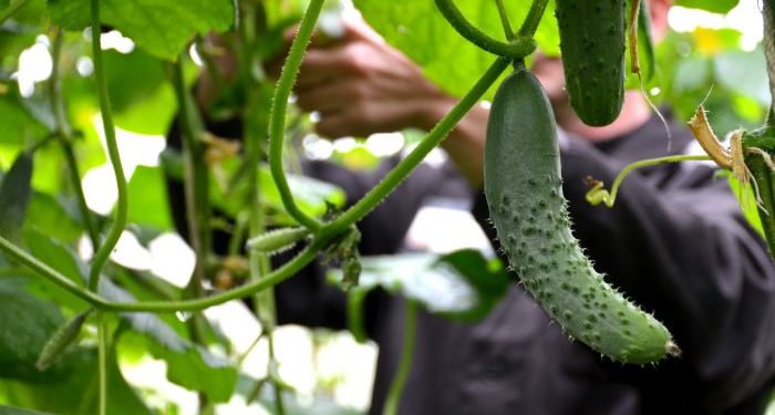 The first crop of cucumbers was harvested by convicts in Kamchatka