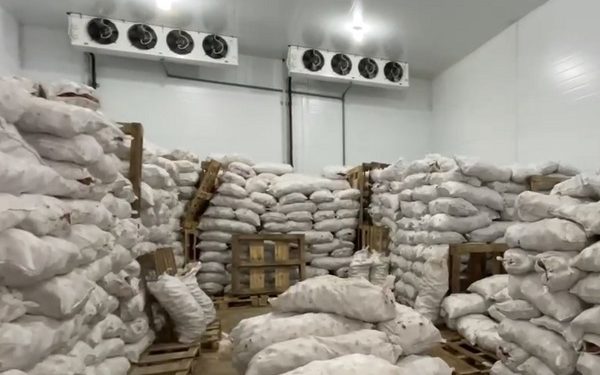 Dagestan will acquire its own center for sorting and packaging fresh vegetables and fruits