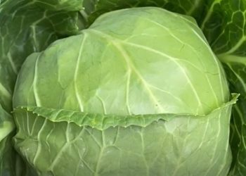 The first crop of cabbage was harvested in the Sakhalin region
