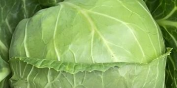 The first crop of cabbage was harvested in the Sakhalin region