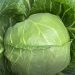 The first crop of cabbage was harvested in the Sakhalin region