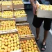 Apricots fell sharply in price in Kyrgyzstan – Ministry of Agriculture named 3 reasons