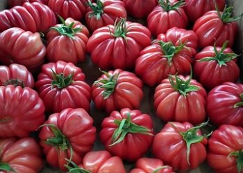 The Ministry of Agriculture and Food of Dagestan discussed issues of readiness for the season of processing fruits and vegetables