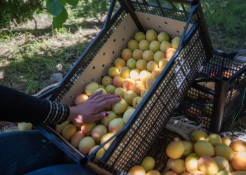Do Armenian fruits interfere with Armenian business?
