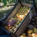 Do Armenian fruits interfere with Armenian business?
