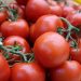 In Kabardino-Balkaria canneries have started processing tomatoes