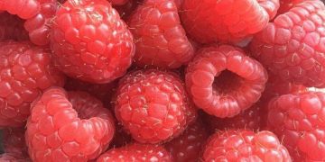 Crimean farmers harvested raspberries from an area of ​​more than 25 hectares