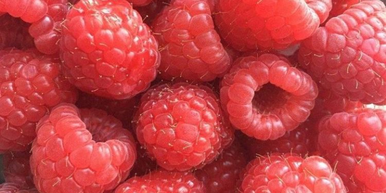 Crimean farmers harvested raspberries from an area of more than 25 hectares