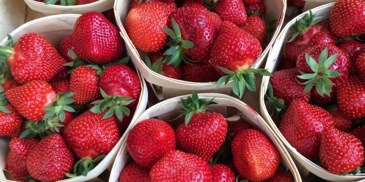 Strawberry farm organized in the suburbs of Khabarovsk