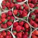 Strawberry farm organized in the suburbs of Khabarovsk
