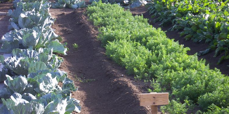 In Kazakhstani schools, children eat vegetables from their own gardens