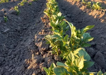 Orlov: Agrarians of the Amur region exceeded the plan for sowing potatoes and vegetables