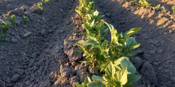 Orlov: Agrarians of the Amur region exceeded the plan for sowing potatoes and vegetables