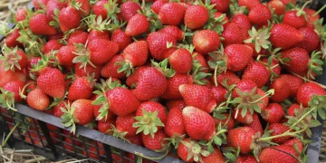 Strawberry yield in Stavropol increased by 21 percent